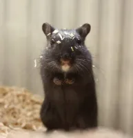 Esquilo da Mongólia (GERBIL) - Foto 9