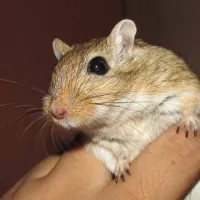 Esquilo da Mongólia (GERBIL) - Foto 10