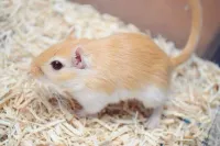 Esquilo da Mongólia (GERBIL) - Foto 11