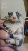 Esquilo da Mongólia (GERBIL) - Foto 12