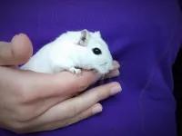 Esquilo da Mongólia (GERBIL) - Foto 13