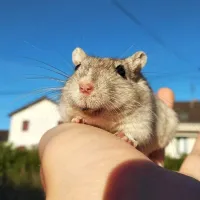 Esquilo da Mongólia (GERBIL) - Foto 14