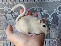 Esquilo da Mongólia (GERBIL) - Foto 15