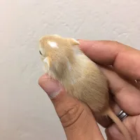 Esquilo da Mongólia (GERBIL) - Foto 17