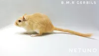 Esquilo da Mongólia (GERBIL) - Foto 18