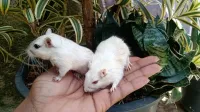 Esquilo da Mongólia (GERBIL) - Foto 19