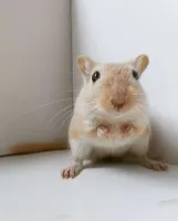 Esquilo da Mongólia (GERBIL) - Foto 20