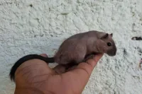 Esquilo da Mongólia (GERBIL) - Foto 21