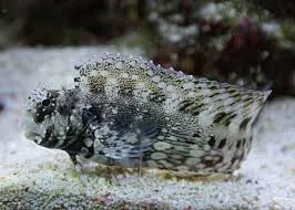 Alga Rock (Ótimo comedor de Algas) 