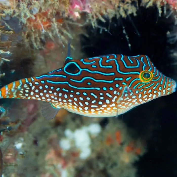 Solandri Puffer 