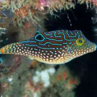 Solandri Puffer 