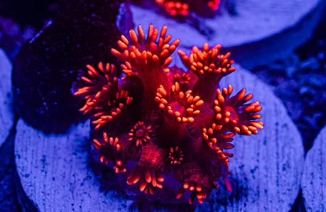 Goniopora Ultra Red 