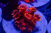 Goniopora Ultra Red 