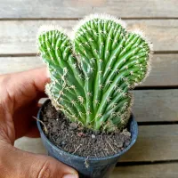 Cacto 'Rabo de Sereia' verde (vaso11)