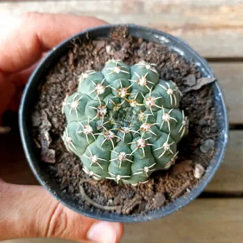 Gymnocalycium quehlianum (vaso9) - Foto 2