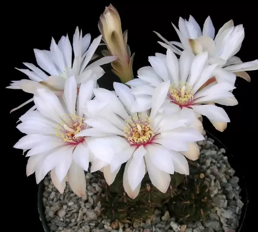 Gymnocalycium mesopotamicus (vaso9) Imagem