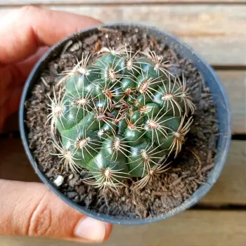 Gymnocalycium mesopotamicus (vaso9) - Foto 2