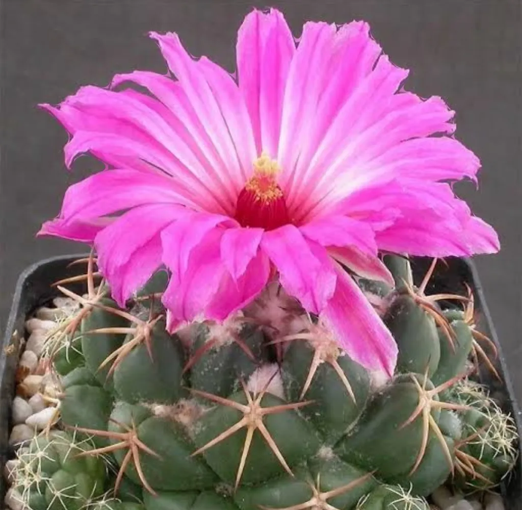 Coryphanta elephantidens (flor rosa ou amarela - vaso9) Imagem