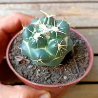 Coryphanta elephantidens (flor rosa ou amarela - vaso9) - Foto 2