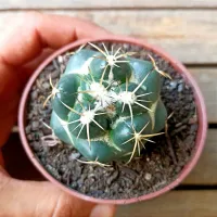 Coryphanta elephantidens (flor rosa ou amarela - vaso9) - Foto 3