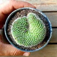 Mammillaria sp. cristata (vaso9)