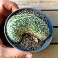 Mammillaria sp. cristata (vaso9) - Foto 2