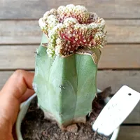 Mammillaria theresae f. cristata (enxerto - vaso11) - Foto 2