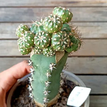 Matucana polzii (enxerto - vaso11) - Foto 2