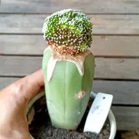 Mammillaria lútea (enxerto - vaso11) - Foto 2
