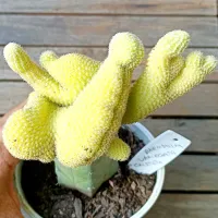 Echinopsis chamarcereus f. cristata variegata (enxerto - vaso11)