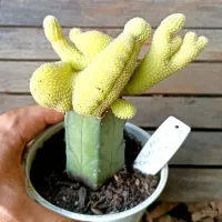 Echinopsis chamarcereus f. cristata variegata (enxerto - vaso11) - Foto 2