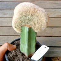 Notocactus scopa f. cristata (enxerto - vaso11) - Foto 2