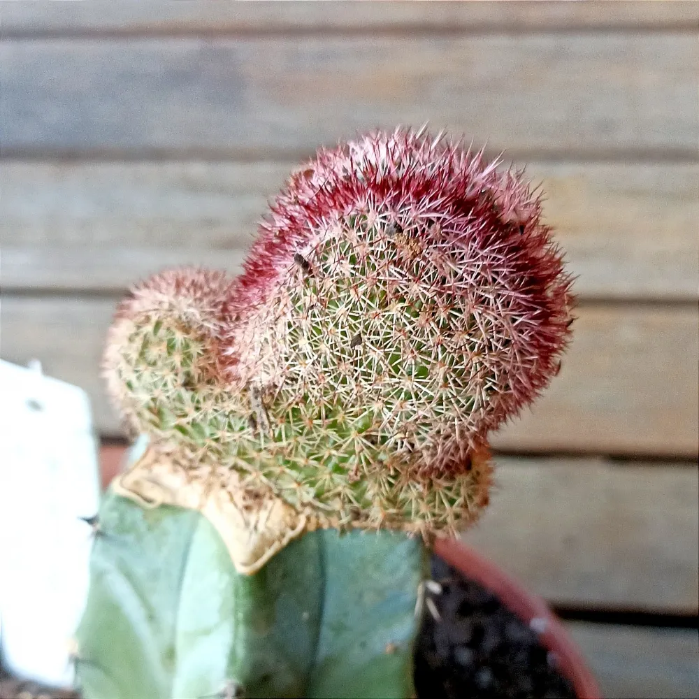 Echinocereus sp. f. cristata (enxerto - vaso11)