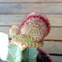 Echinocereus sp. f. cristata (enxerto - vaso11)