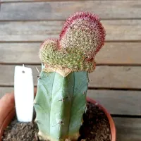 Echinocereus sp. f. cristata (enxerto - vaso11) - Foto 2