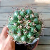 Discocactus silicicola (enxerto - vaso11)
