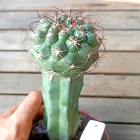 Discocactus silicicola (enxerto - vaso11) - Foto 2