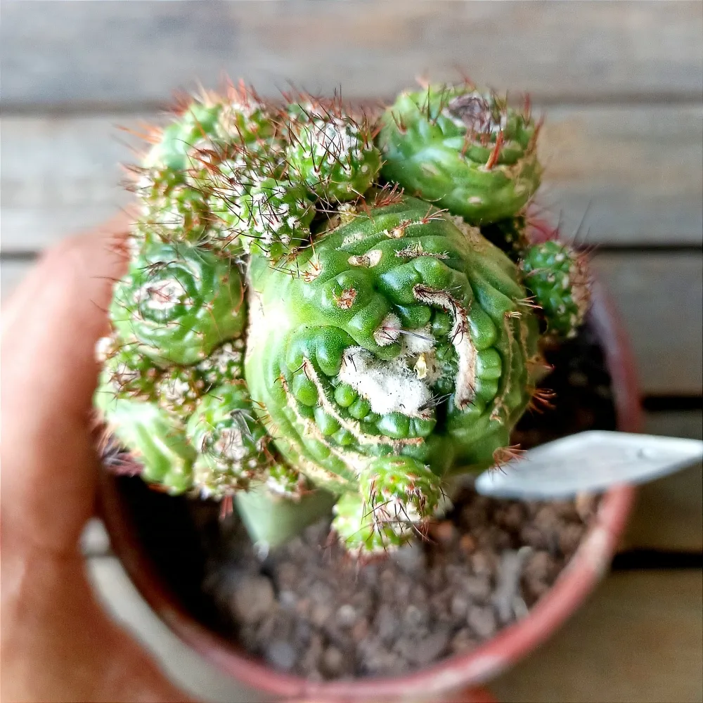 Notocactus werdermannianus f. monstruosa spiralis (enxertado - vaso11) Imagem