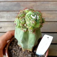 Notocactus werdermannianus f. monstruosa spiralis (enxertado - vaso11) - Foto 2