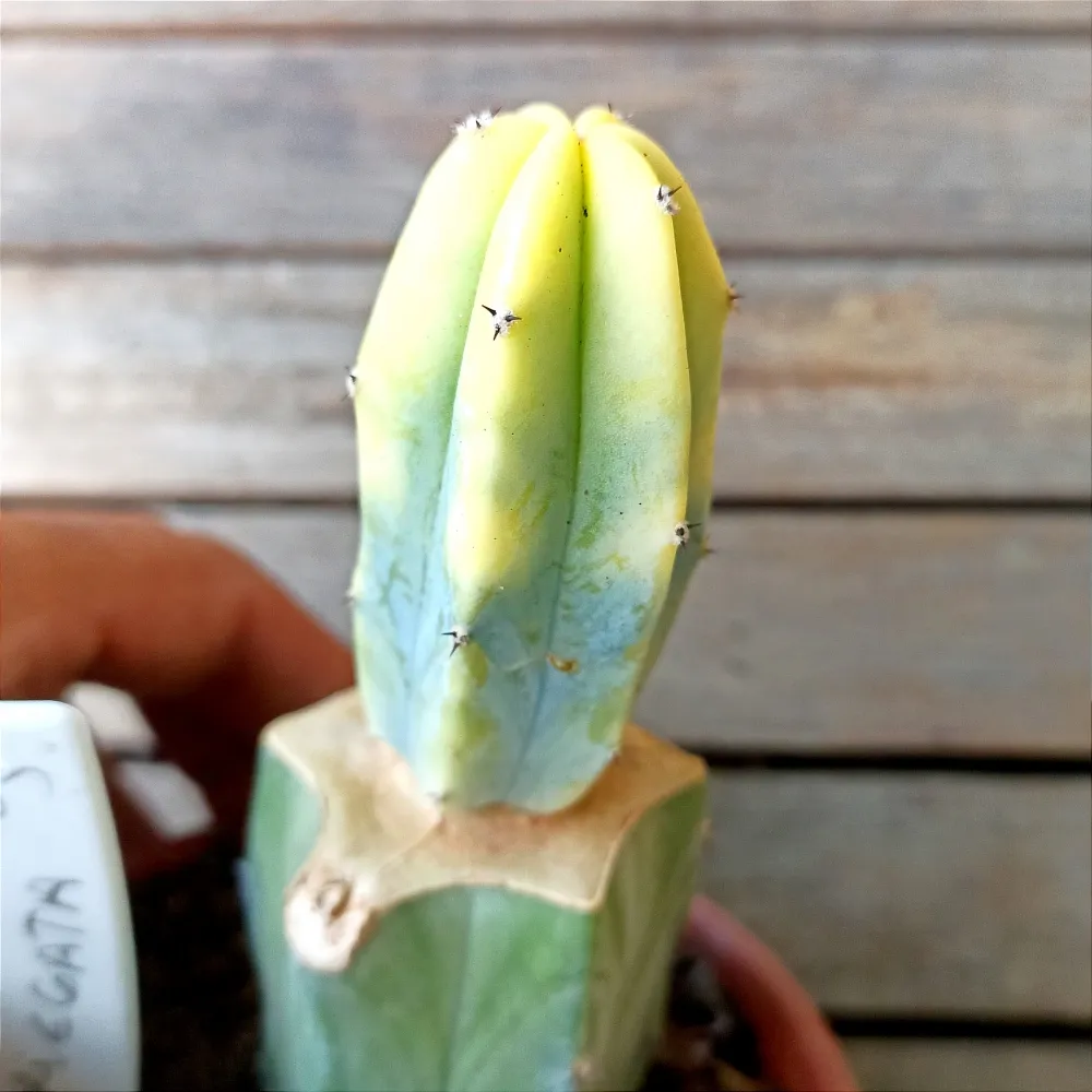 Myrtillocactus geometrizans variegata(enxerto - vaso11)