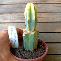 Myrtillocactus geometrizans variegata(enxerto - vaso11) - Foto 2
