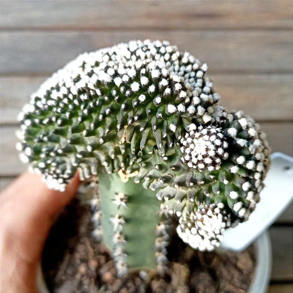 Copiapoa humilis  f. cristata (enxerto - vaso11)