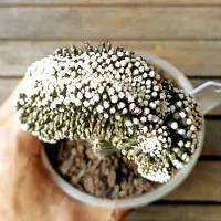 Copiapoa humilis  f. cristata (enxerto - vaso11) - Foto 2