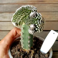 Copiapoa humilis  f. cristata (enxerto - vaso11) - Foto 3