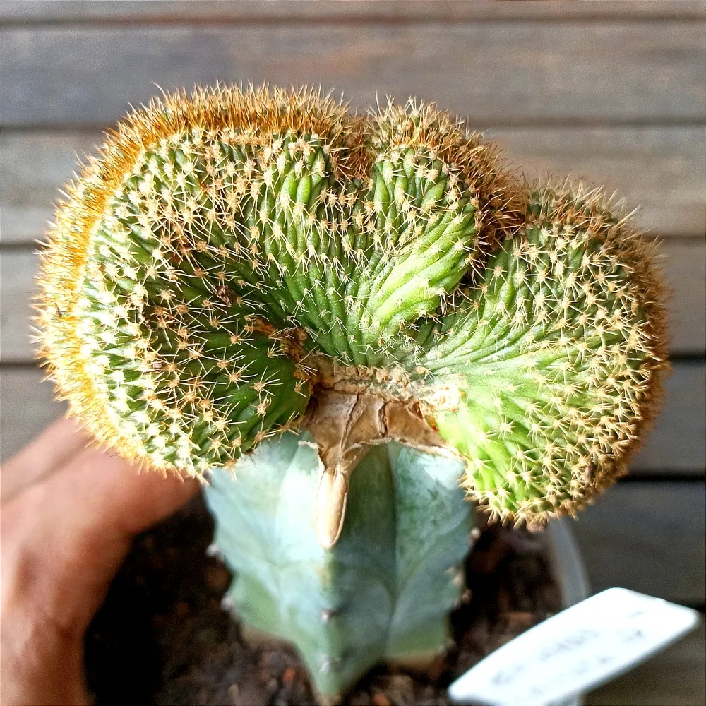 Echinopsis sp. f. cristata (enxerto - vaso11) Imagem