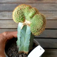 Echinopsis sp. f. cristata (enxerto - vaso11) - Foto 2