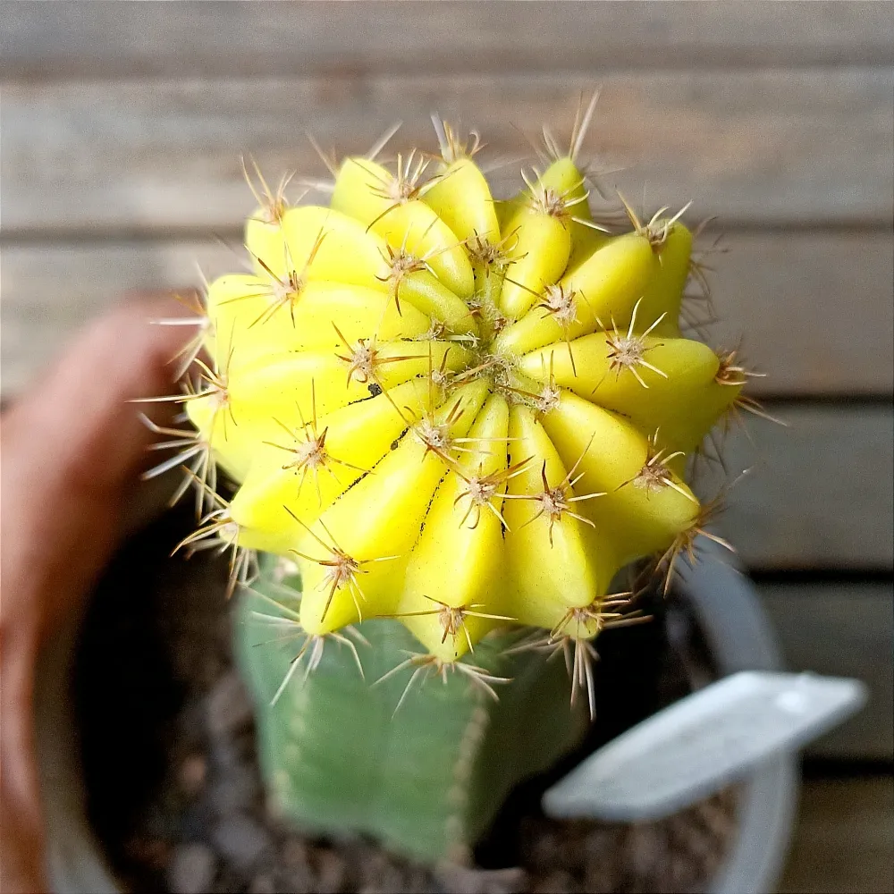 Echinopsis oxygona variegata (enxerto - vaso11)