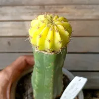 Echinopsis oxygona variegata (enxerto - vaso11) - Foto 2