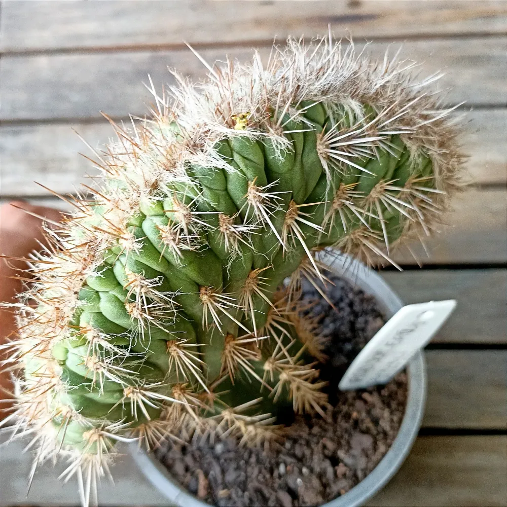 Pilosocereus gounellei f. cristata (Xique-xique - enxerto - vaso11)