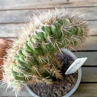 Pilosocereus gounellei f. cristata (Xique-xique - enxerto - vaso11)